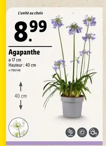 Agapanthe