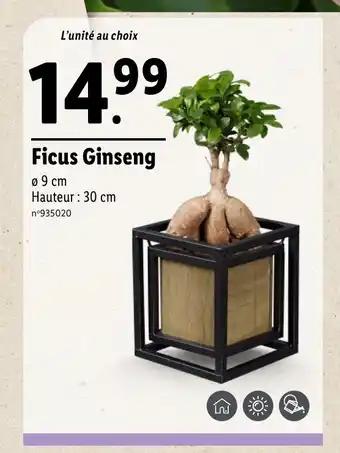 Ficus Ginseng