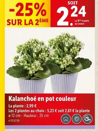 Kalanchoé en pot couleur