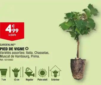 GARDENLINE PIED DE VIGNE