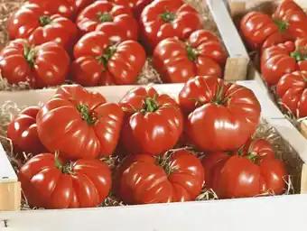 TOMATE MARMANDE