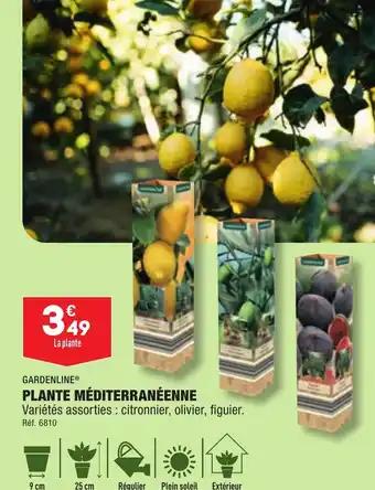 PLANTE MÉDITERRANÉENNE
