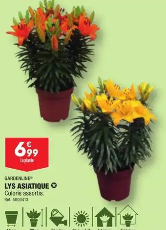 LYS ASIATIQUE ✪