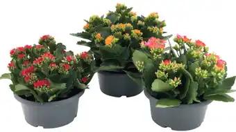 Coupe de kalanchoe
