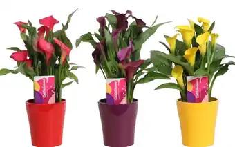 Calla