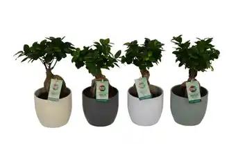 Ficus ginseng