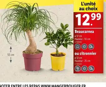 Beaucarnea