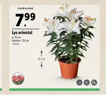 Lys oriental