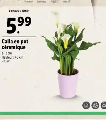 Calla en pot céramique