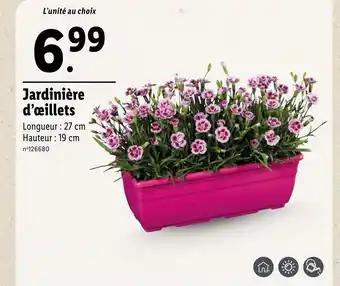 Jardinière d'œillets