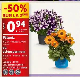 Pétunia