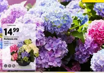 Hortensia trio