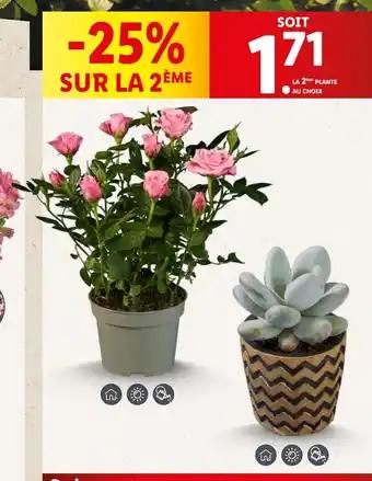 Rosier en pot