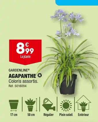 GARDENLINE AGAPANTHE