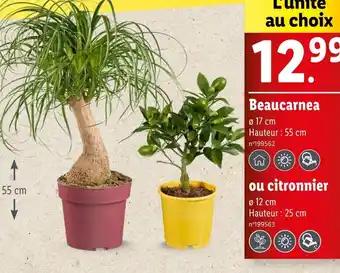 Beaucarnea ou Citronnier