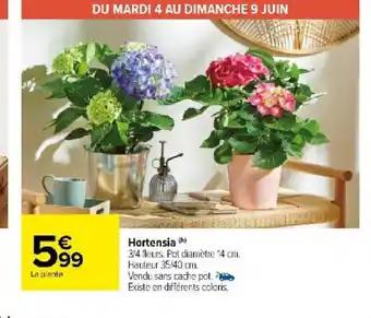 Hortensia