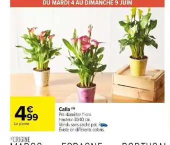 Calla (h)