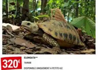 ELONGATA