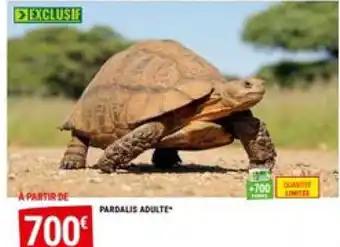 PARDALIS ADULTE