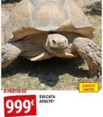 SULCATA ADULTE