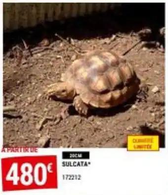 SULCATA