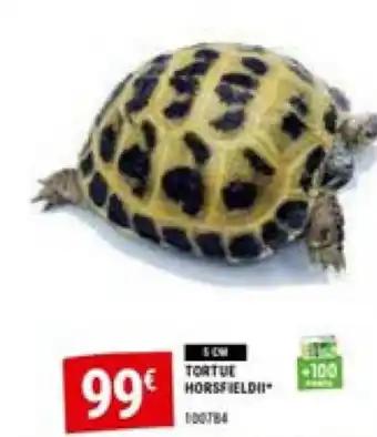TORTUE HORSFIELDI
