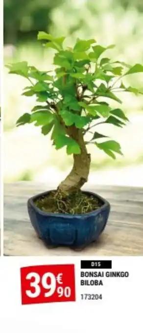 BONSAI GINKGO BILOBA