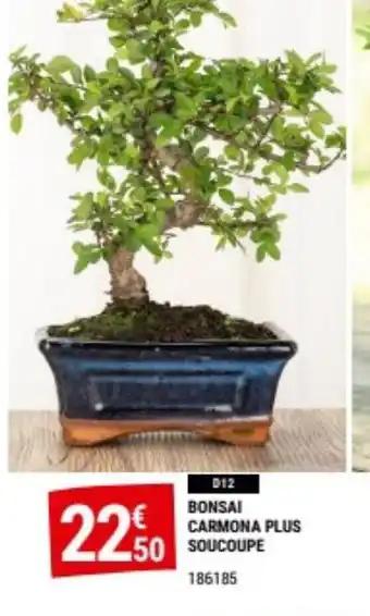 BONSAI CARMONA PLUS