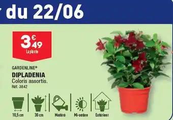 DIPLADENIA