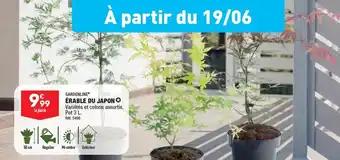 ÉRABLE DU JAPON