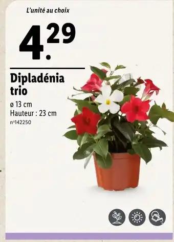 Dipladénia trio