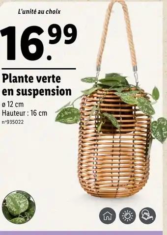 Plante verte en suspension
