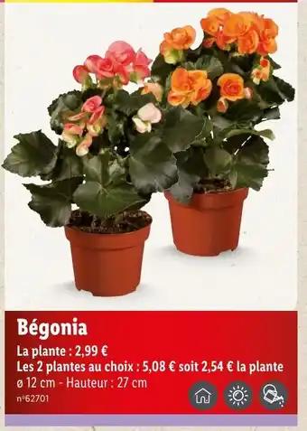 Bégonia