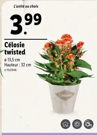 Célosie twisted