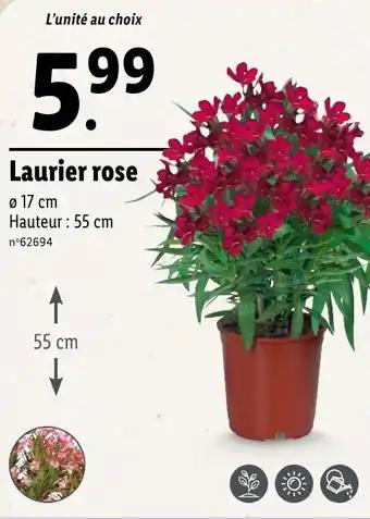 Laurier rose