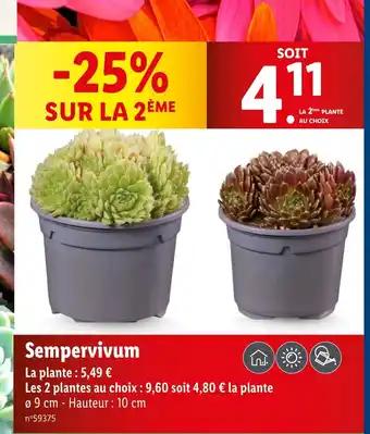 Sempervivum