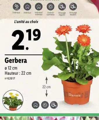 Gerbera