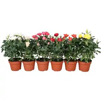 Rosier