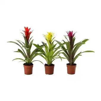 Guzmania Plante en pot, ./coloris assortis, 9 cm