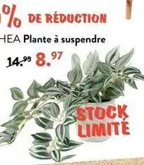 Hea - plante à suspendre