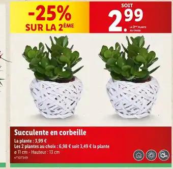 Succulente en corbeille