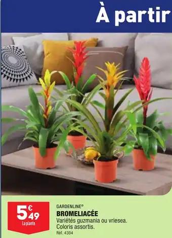 BROMELIACÉE