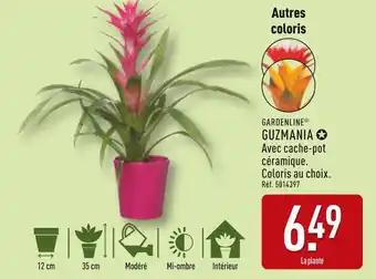 GARDENLINE Guzmania