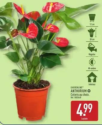 GARDENLINE® Anthurium