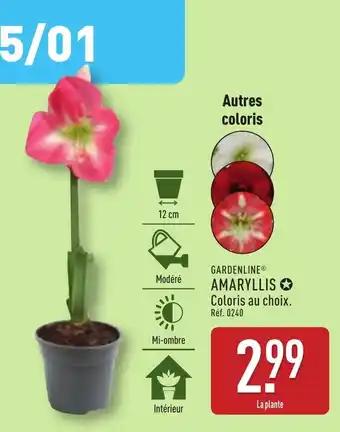 GARDENLINE® Amaryllis