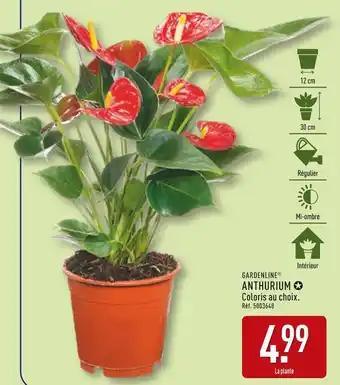 GARDENLINE Anthurium