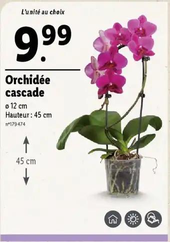 Orchidée cascade