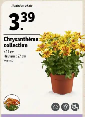 Chrysanthème collection