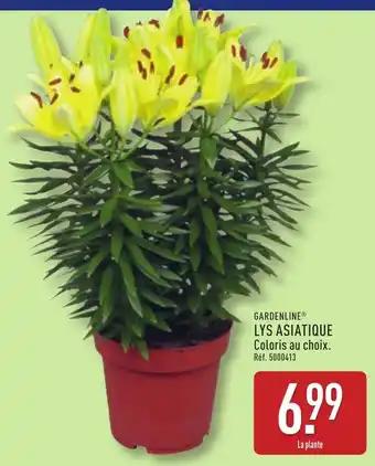 GARDENLINE®Lys asiatique