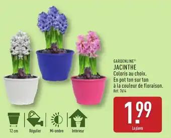 GARDENLINE® Jacinthe